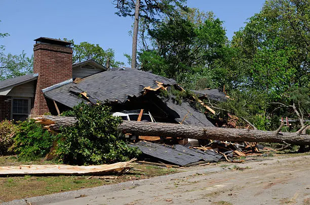House crushed by fallen tree